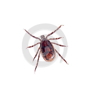 Brown dog tick, Rhipicephalus sanguineus isolated on white background. Dog risk for many conditions including babesiosis photo