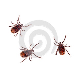 The brown dog tick, Rhipicephalus sanguineus isolated on white background. Dog risk for many conditions including photo