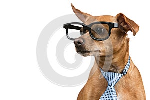 Brown dog with a tie and glasses, looking away, as if reading something, on a white background, concept business and