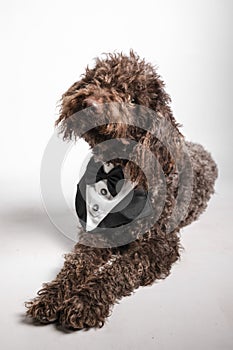 a brown dog in a tuxedo is wearing a bow tie