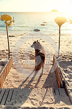 Brown dog is waiting for an owner in front of the beach