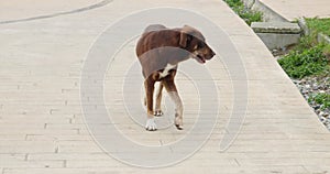 Brown dog walking on pedestrian walkway