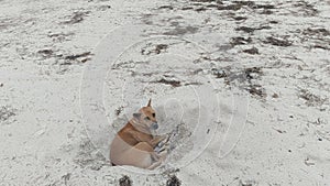 Brown dog on the white sand in mandalika beach photo