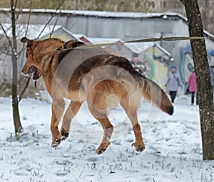 Brown dog in winter jumping