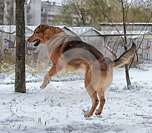 Brown dog in winter jumping