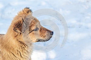 Brown dog in winter on snow background. Copy space_