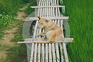 A brown dog on wooden bamboo bridge walkway spanning to the rice field