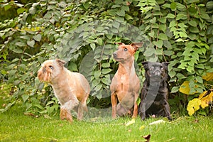Brown dogs and black dog are siting in autumn nature.