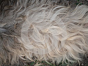 Brown dogs fur texture. Black and white wavy animal fell background. Puppy hair surface. Pet care advertisind backdrop