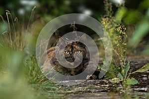 Brown domestic cat lying in a garden