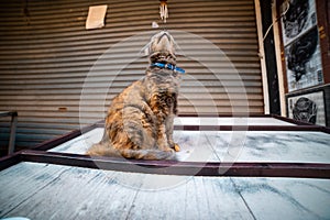 Brown domestic cat sitting on a table