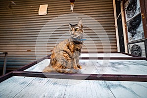 Brown domestic cat sitting on a table