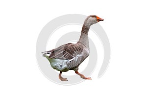 Brown domestic goose isolated on white background