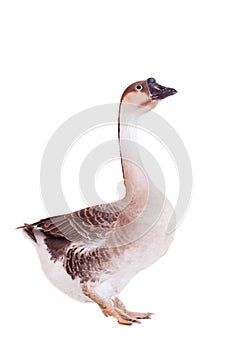 Brown domestic goose on white