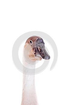 Brown domestic goose on white