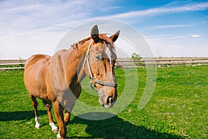 Brown domestic horse on the field