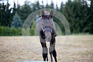 Brown domestic horse wandering in the farmland with blurred greenery background