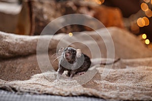 Brown domestic rat