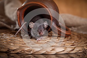 Brown domestic rat