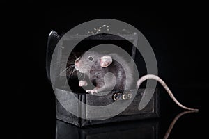 Brown domestic rat on a black background