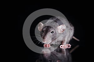 Brown domestic rat on a black background