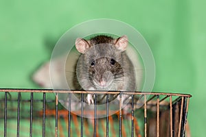 Brown domestic rat on a cage
