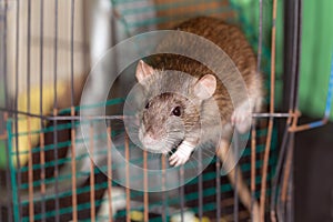 Brown domestic rat in a cage