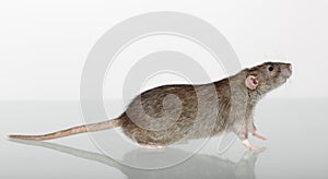 Brown domestic rat closeup