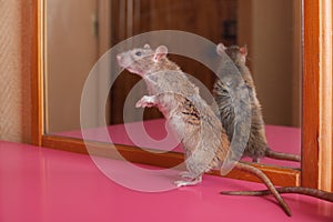 Brown domestic rat at the mirror