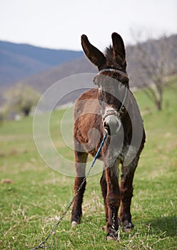 Brown donkey