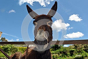 Brown donkey