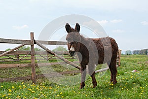 Brown donkey