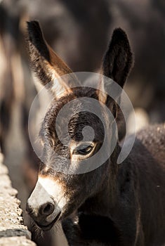 Brown donkey with big ears