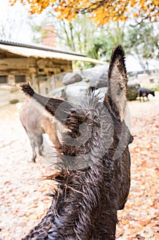 Brown donkey ear view seen from back