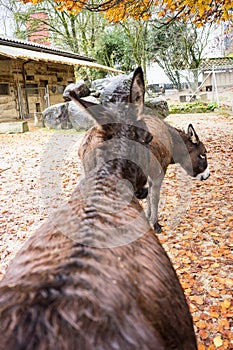 Brown donkey ear view seen from back