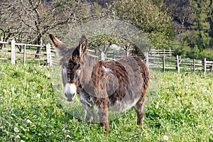Brown donkey on a farm in a village in Asturias photo