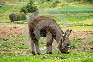 Brown donkey in the field