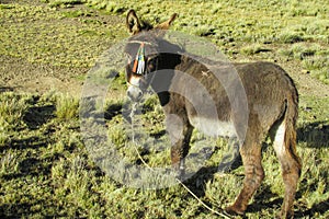 Brown donkey in the field