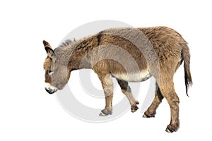 Brown donkey with long ears isolated on white background