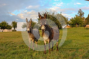 brown donkey at paddock