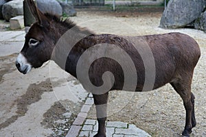 Brown donkey in park side view in animal farm
