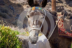 Brown donkey ready for duty as a taxi in santorini, greece