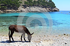 Brown donkey searching for food on the beach of Cala Murta Port, Spain