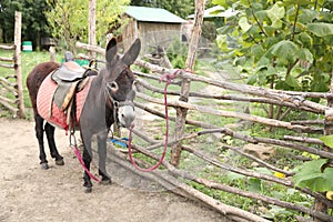 Brown donkey tied to a wicker fence