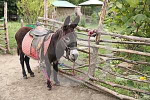 brown donkey tied to a wicker fence