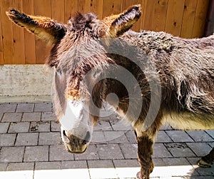 Brown donkey in zoo photo