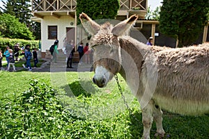 donkey at the zoo, children walking nearby on excursions photo
