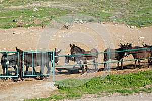 Brown donkeys in a metallic cage, domestic animals.