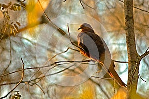 Brown dove