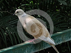 Brown Dove In Aviary, India